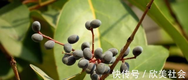 女贞子|它是养肝明目“特效药”,路边很常见,遇到别错过