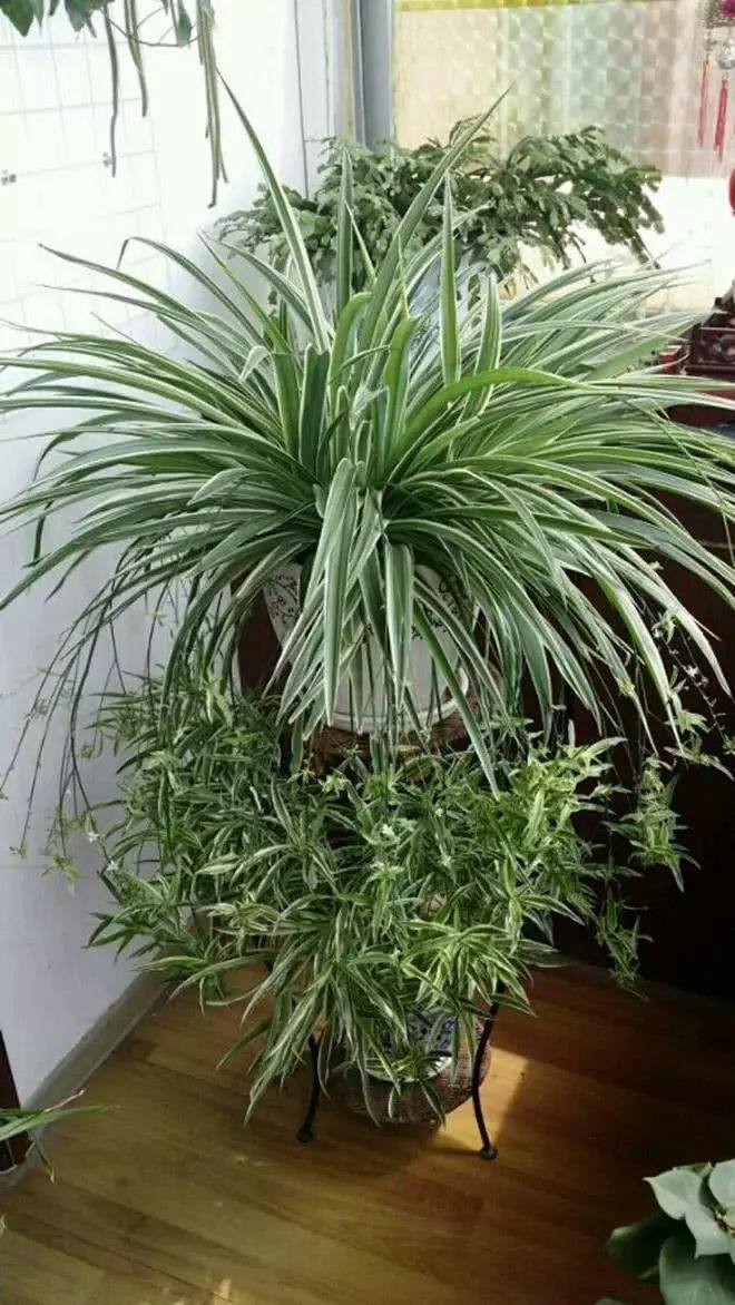 吊兰盆里加点这个，15天爆满盆，叶片又宽又大，抽穗多到剪不完