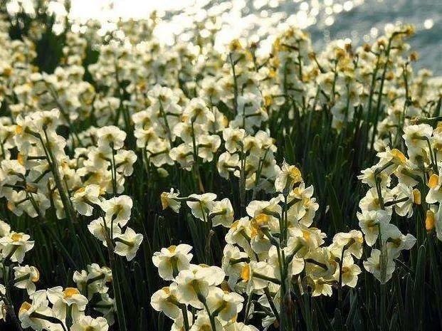 桃花岛水仙花正开|普陀冬日| 桃花岛