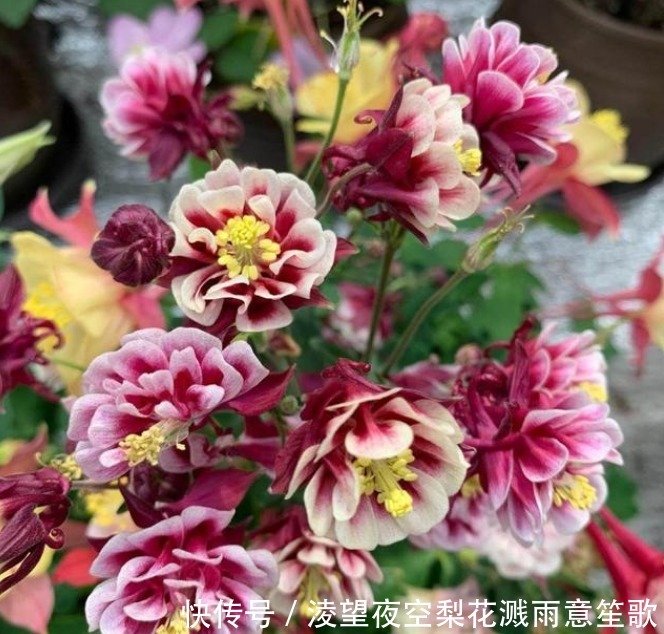 漂亮|“4种花”随便一养就爆盆，开花多、长期长，漂亮又好养！