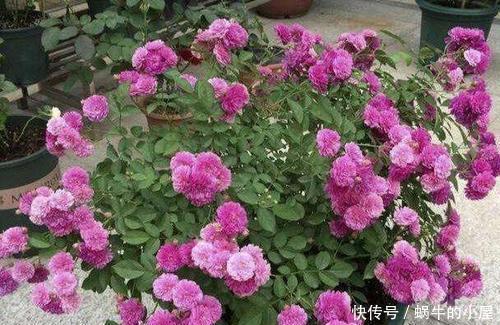矮小|阳台也能种月季,植株矮小花量大,养一盆香飘满屋,值得拥有!