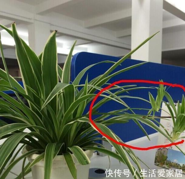 叶子|金边吊兰这样养，不用买就能种，叶子大颜色漂亮，一年长爆盆！