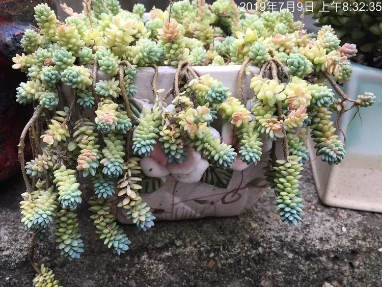 置身于美丽的多肉花园，我就是那快乐无比的多肉园丁！