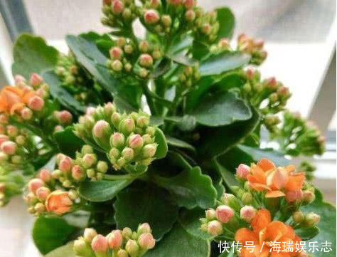 腐叶土|长寿花做好关键这点，安全度夏，天一凉快就开花不断，轻松爆满盆