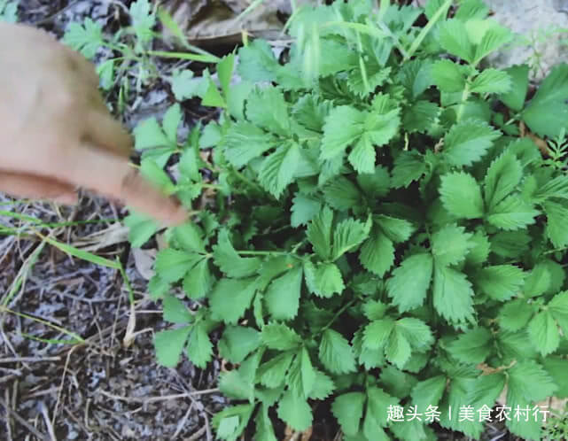 抗癌|生长于路旁的“老鹤嘴”,很多人都见过,但却不知其抗癌效果极佳