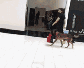 |搞笑段子王：看大哥这副模样，这只狗狗想必已经训练了很久很久了吧？