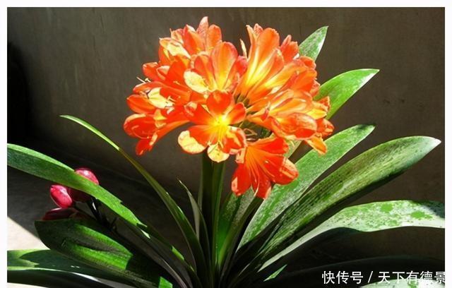 为啥好多人都养不好君子兰?把握好这一点,随便养养就开花