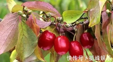 红枣|女人想变美,常吃四种食物,滋养肌肤,减少色斑,不妨一试