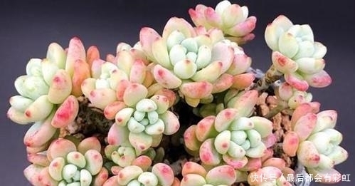 3种多肉植物,冬天冻一冻更漂亮,香味浓郁,养成小老桩!