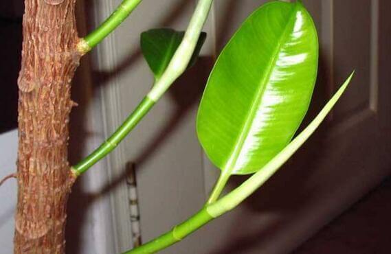 悄悄告诉你,学会4个老花农的养花“偏方”,家里花卉“嗖嗖长”