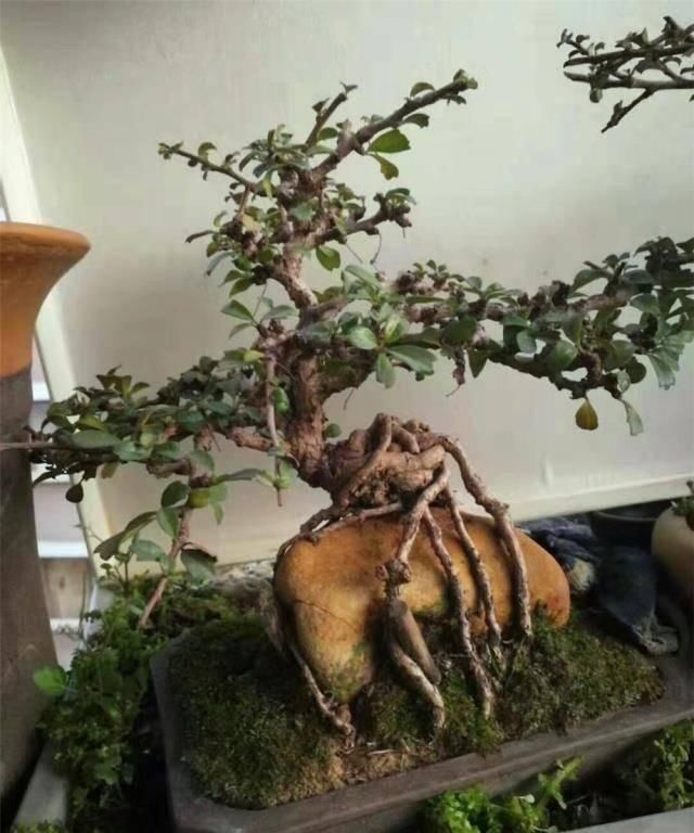 三角梅|拆迁工地捡的“灰木根”,泥盆里养30天,一冒绿芽,就知捡到宝了