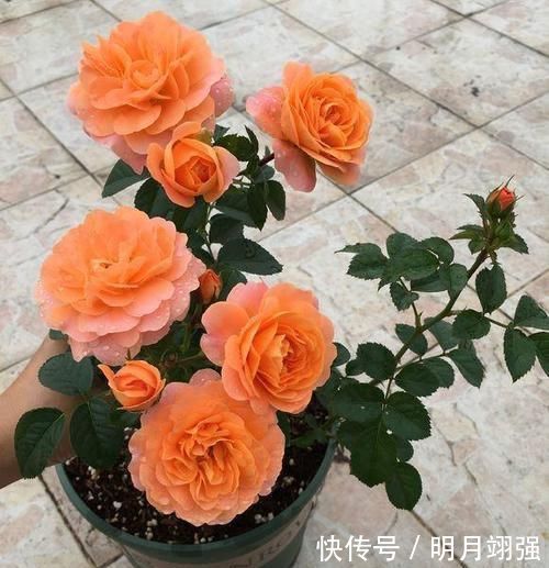 阳台上就养这款月季,非常“抗造”,花大色艳,开花一茬接着一茬