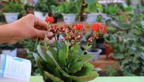 种花|家里养这2种花,开完花后剪一剪,很快就能再开花