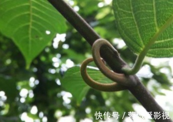 长得很像老鹰的爪子一样,花朵似一个绣球,特别吸引人