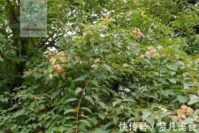 红斑狼疮|山砒霜,见过吗?治类风湿性关节炎、红斑狼疮、银屑病