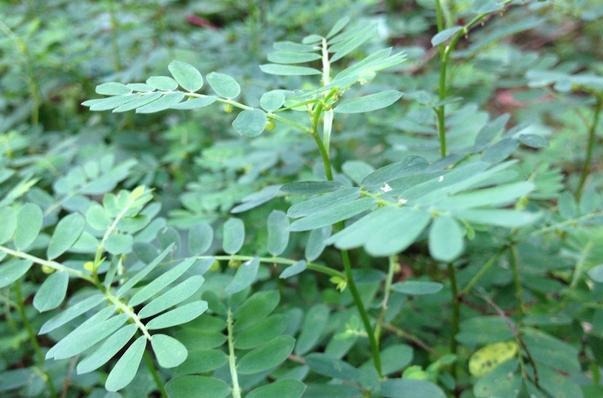 人称阴阳草,听其名都害怕,如今能见到的是有福之人