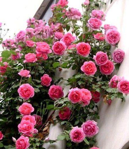 最厉害的养花营养液给月季花喝一勺,猛窜笋芽,花开满枝头