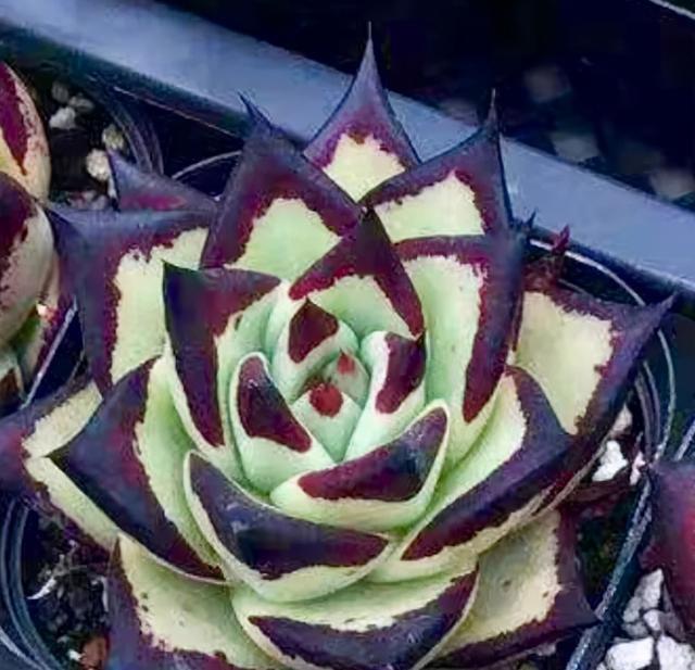 冬季乌木该怎么养,把这四点做好,绿叶变黑叶,傲气十足