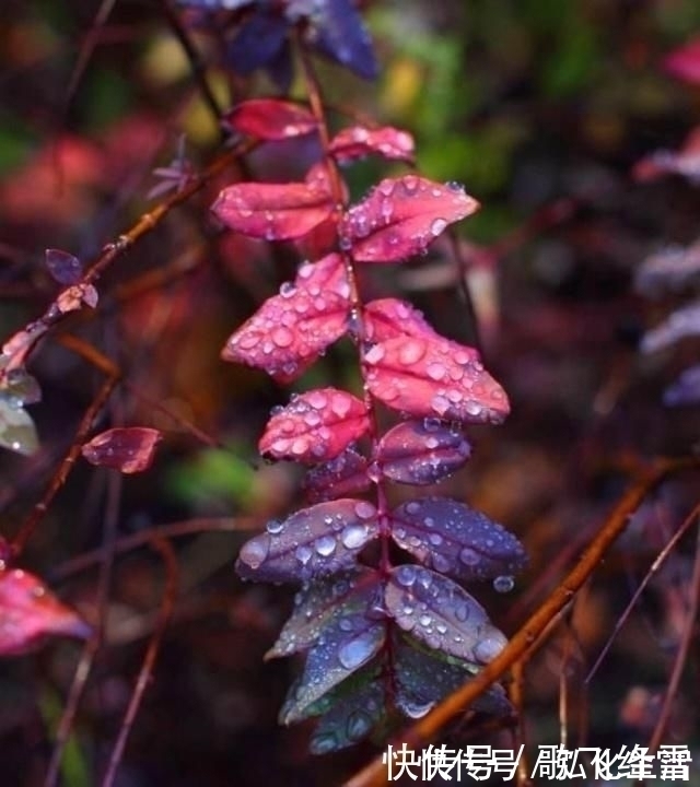相思迢递隔重城@李商隐22岁和39岁各写了一首秋夜听雨唐诗,表达的情感却不一样