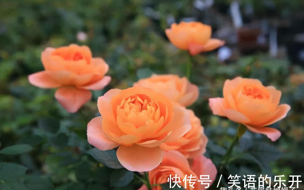 植株|5个养花的基础技能,只有熟练的掌握和灵活的运用,才能养出好花