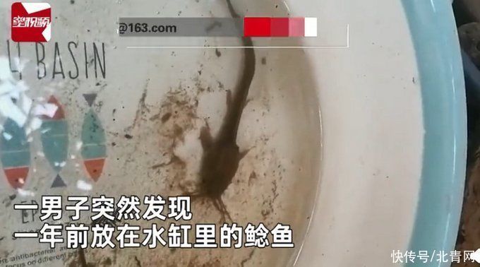 鲶鱼|男子把鲶鱼忘水缸1年没喂食,想起来一看难以置信:惊变“蝌蚪”