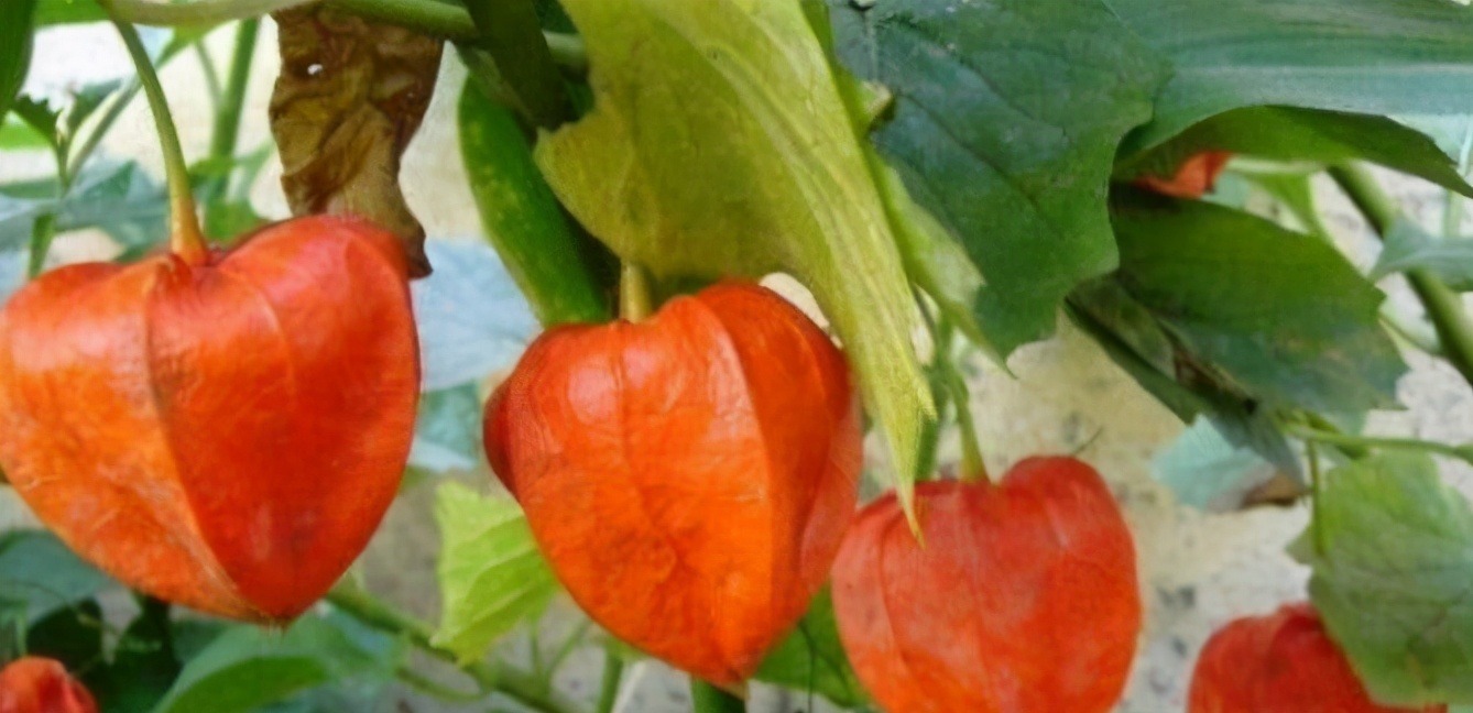  冬季养生常吃3种食物，补益气血，美容护肤，延缓肌肤衰老