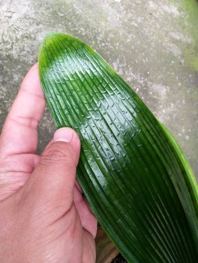 君子兰长出抽屉叶怎么办直接用刀割成开裆裤恢复吧