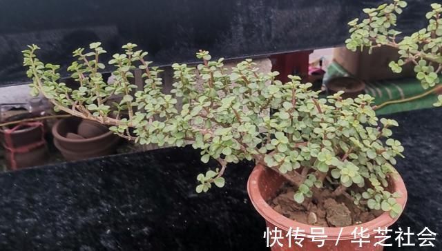 养金枝玉叶，怎样修剪、整形，才能把它打造成更美观的盆景