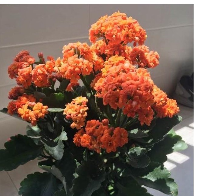 长寿花养了3年才开花牢记1个技巧，二茬花开爆满盆