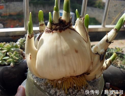 买4种花要想好,都是“1次性”花,开败了也就该扔了