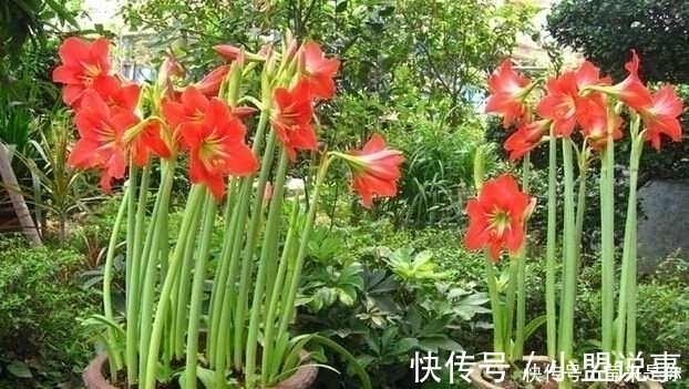 盆栽植物的最佳肥料,花盆里撒点它,植物根粗叶绿还不生病!