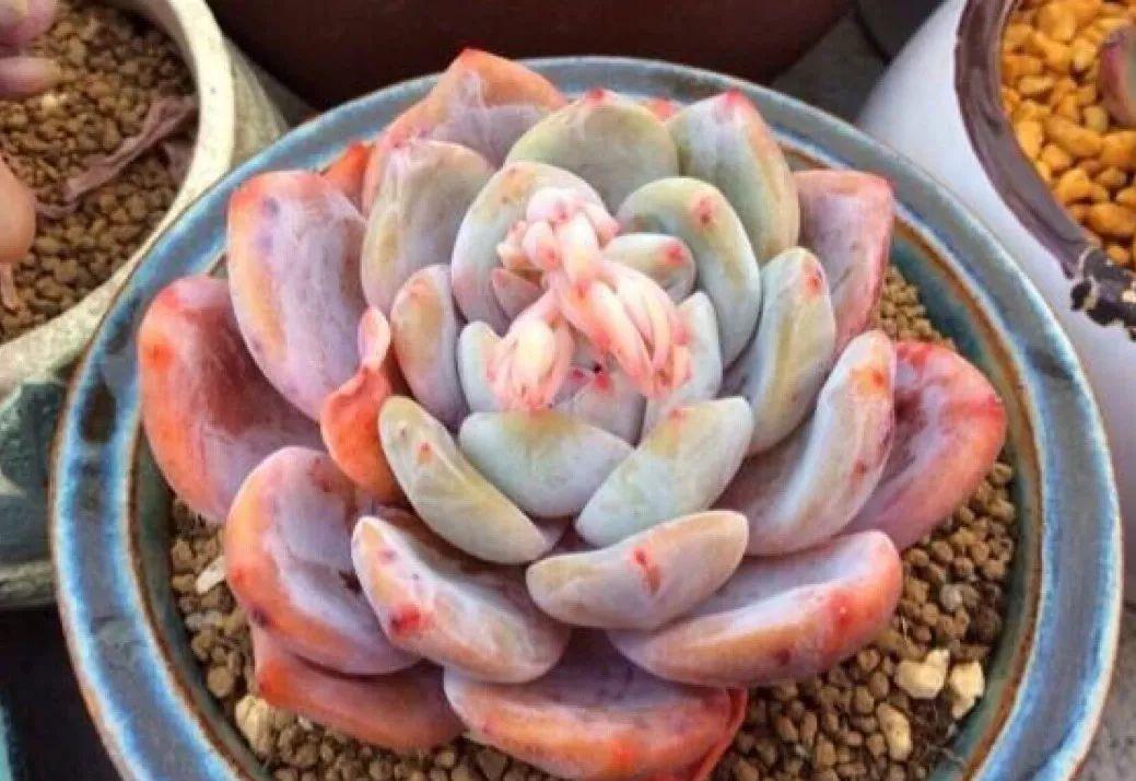 多肉植物盆栽:这种多肉越浇水越丑,不浇水反而胖成球