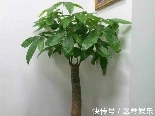大户人家|4种花,大户人家养的多,个个四季常青寓意好