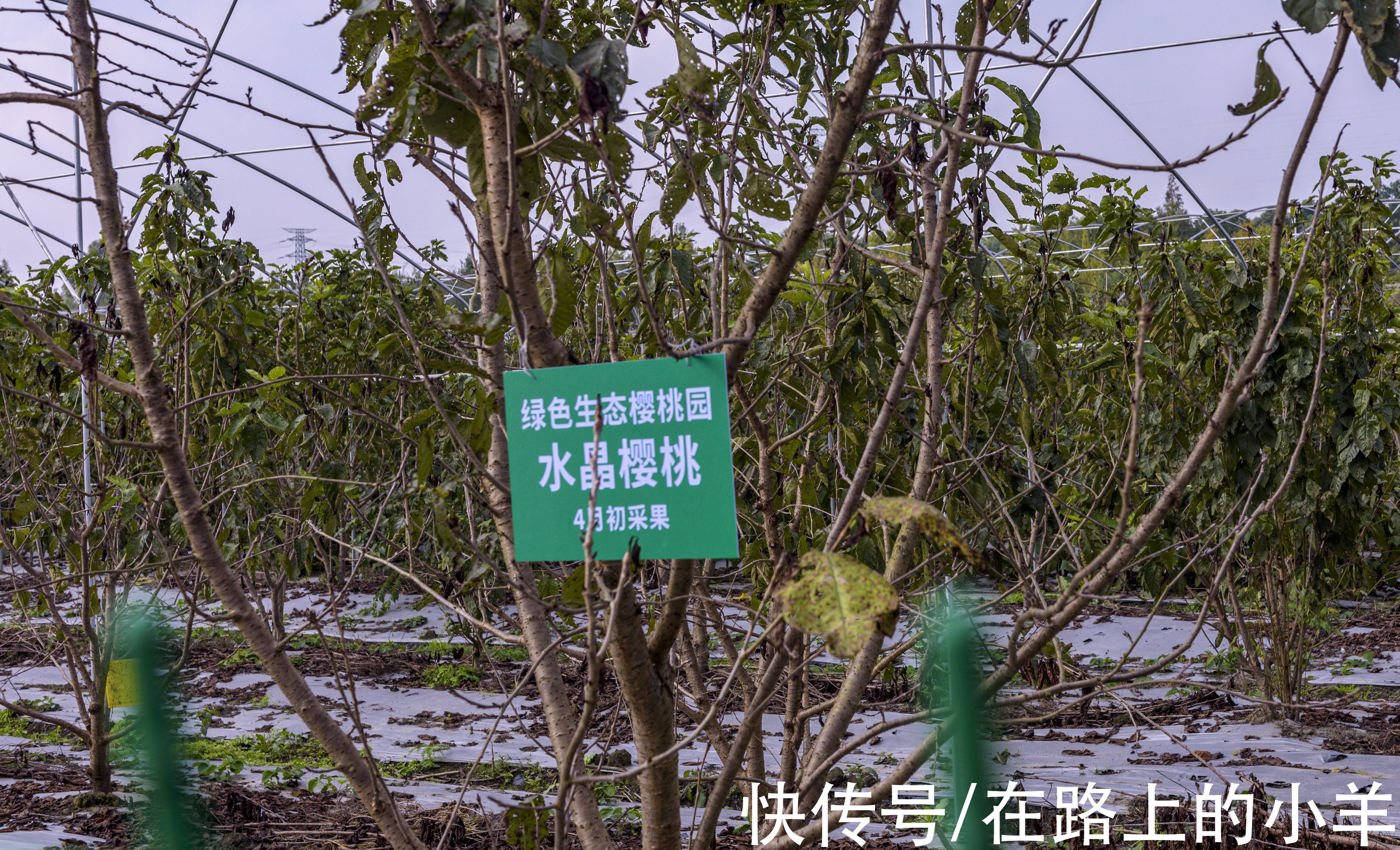 飞机|去双流旅游只有看飞机？今天为你探寻新线路，这些好地方一定要来