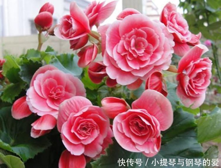 4种花是花中劳模,长势好、花色艳,雍容华贵,养护简单