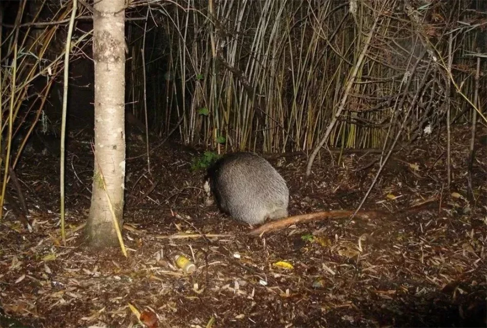 大别山发现猪猹，身像狐鼻像猪，夜晚偷土豆，还用鼻子拱土找蚯蚓（大别山有野猪吗）