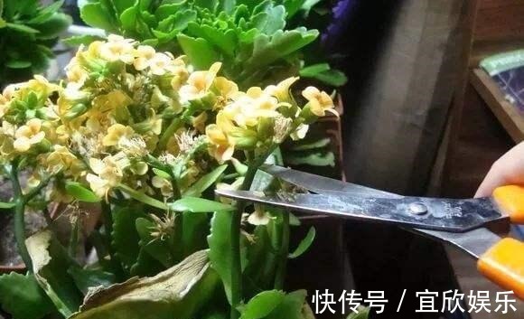 大苗|长寿花“花败”赶紧剪一刀,剪得对开得多,保证养分再开一茬