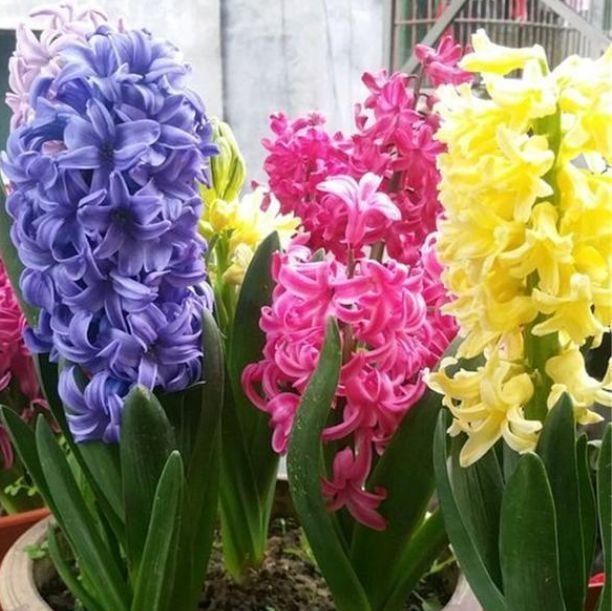 4种花被称为“大美女”,绚丽多彩,比牡丹好看,年年开花不断