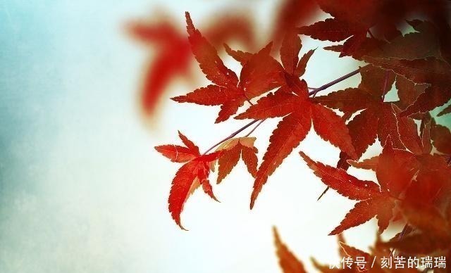 相思病@李煜最凄美的一首词,开篇便令人惊艳,连枫叶都染上了相思病