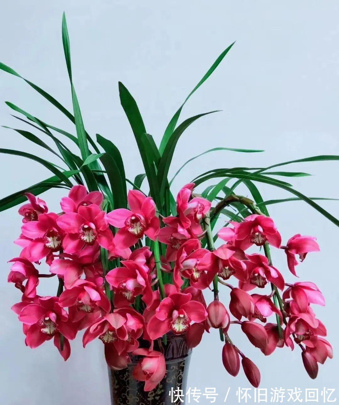 种植兰花究竟用什么花盆好？兰友不敢用的大花盆，长势却如此旺盛