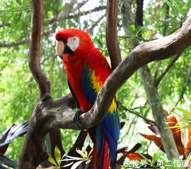 拍出|手机就能拍出整个动物园,vivo S7如何做到