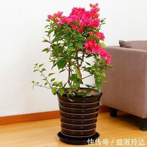 这3种花就是开花机器，一到夏天就摘心，满树花苞太美了