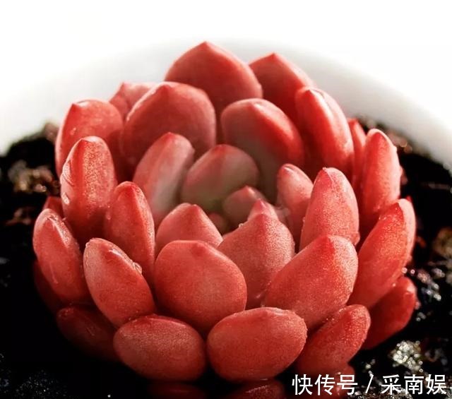 20款适合新手养的多肉,就算是养花杀手,也能养得又胖又美!