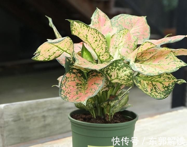 快扔掉家中发财树,真正好看还能净化空气的是这几种,高级又漂亮