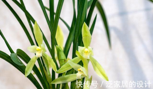 花草|有这4个爱好的人,不适合养兰花,劝你别白费功夫