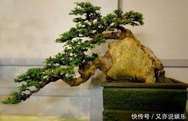 树桩盆景怎么提升价值试试促老催古,看上去古老苍劲