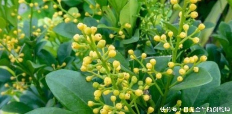 简单|特别适合新手养的花,好活易爆盆,简单易成活