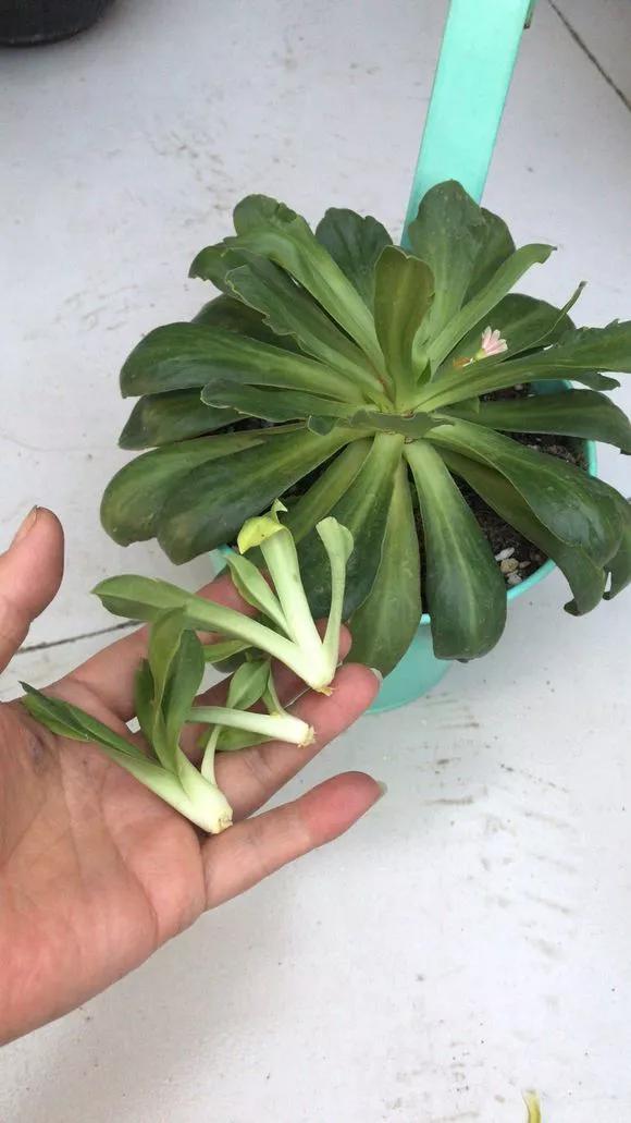 太阳花|5种花快扦插,生根超快,1周长出大白根,新手也能插得活