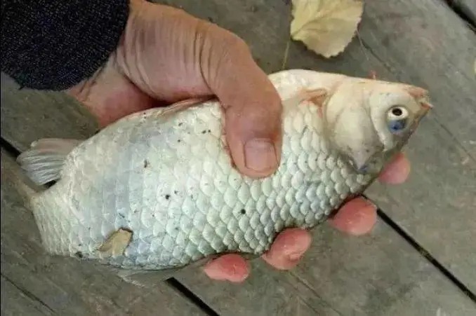 这饵冷天用最合适,每次用它,大鲫鱼一顿猛拉!