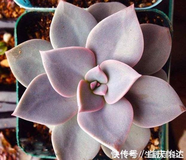 多肉植物|这3款多肉，叶片粉嫩嫩，自带少女风，居家盆栽看着真撩人